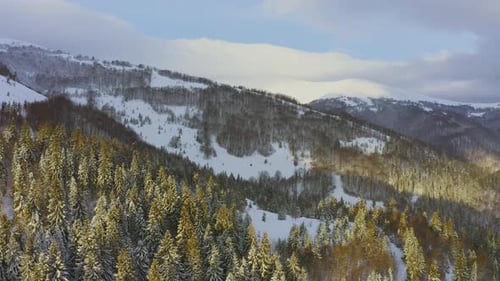 High Snowy Mountain Covered with Evergreen Fir Trees on a Sunny Cold Day