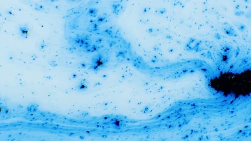 Abstract Blue and Black Ink Swirls in Liquid