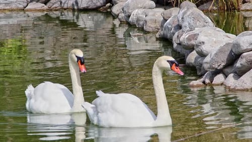 Par de belos cisnes nadando no lago verde