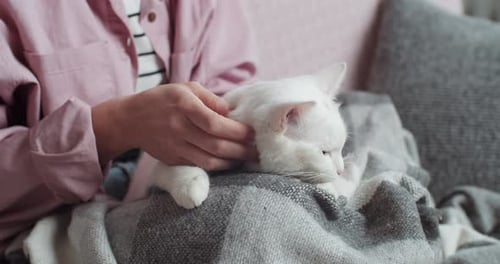Close-up Female Hands of Caucasian Young Woman Female Owner in Pink Shirt Stroking Touching White Cat