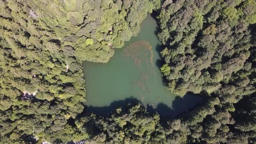 Lake in Forest