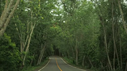 Forest Drive