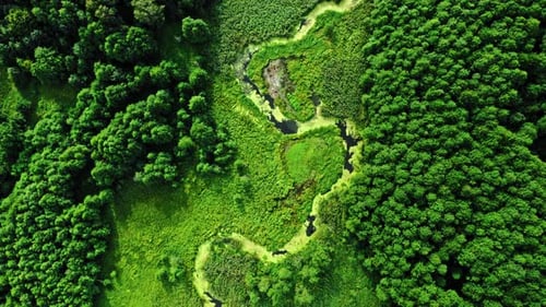 Green algae on small river in swamps.