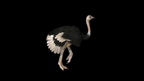 Ostrich Run