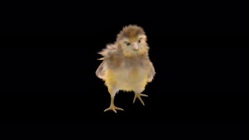 Realistic Baby Chick Walking with Transparent Background