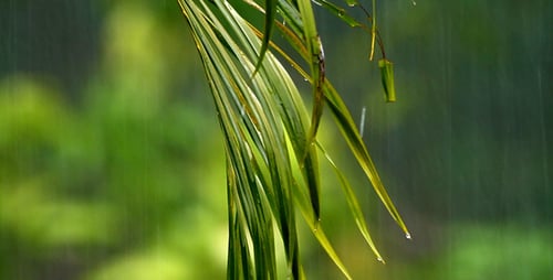 Rain Falling on Green Tropical Palm Leaf