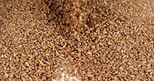 Pouring Pile of Wheat Seeds Close Up