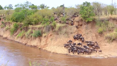 Confusion as Wildebeest herd gather to cross muddy Mara River, Kenya