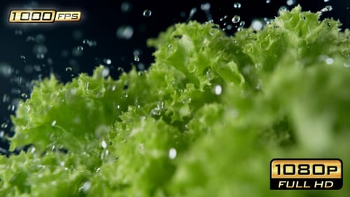 Fresh lettuce being rinsed with water close-up