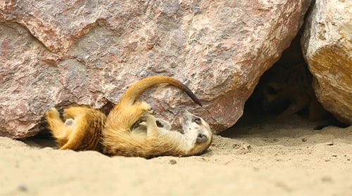 Erdmännchen