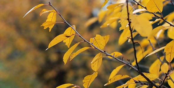 Autumn Leaves Rustling In The Wind 18, Nature Stock Footage ft. autumn ...