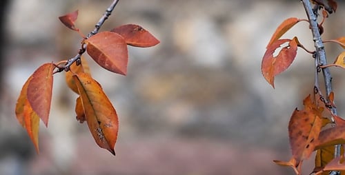 Autumn Leaves Rustling In The Wind 19