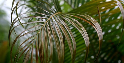 Raindrops on Lush Green Palm Fronds