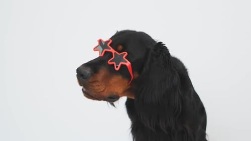 Dog with Star Glasses Against White Background