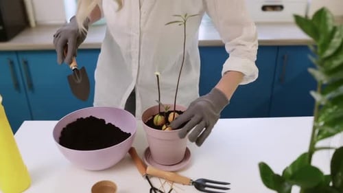 A Cute Girl Transplants a Plant at Home in Garden Gloves