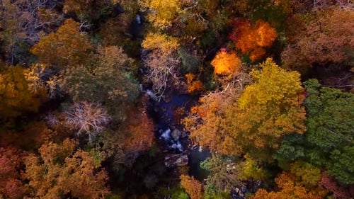 Stream Cuts Through Colorful Forest in Autumn
