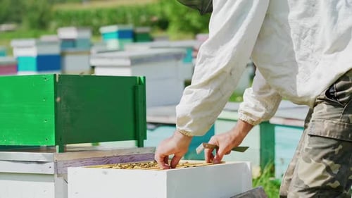 Beekeeper Inspecting Honeycombs in Rural Apiary