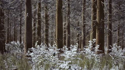 Coniferous Forest Illuminated By the Winter Morning Sun