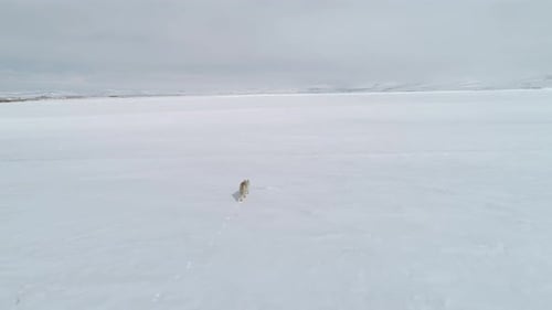 Fox Running