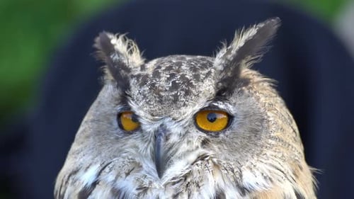Owl