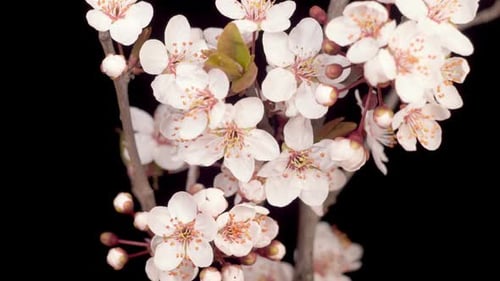 Pink Flowers Blossoms on the Branches Cherry Tree