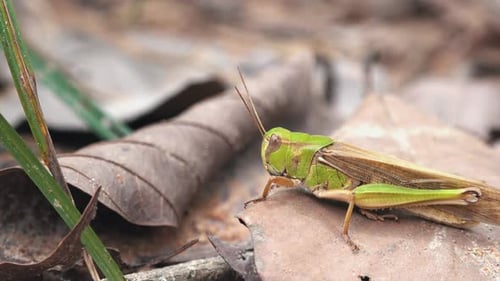 Close Shot of a Grasshopper Moving her Head