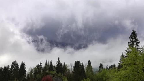 Mountain Landscape with Trees in Fog and Clouds