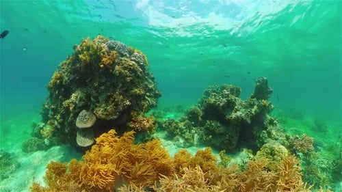 The Underwater World of a Coral Reef
