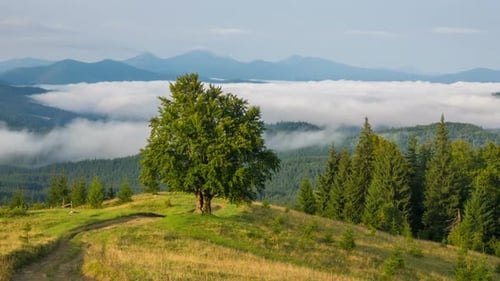 Lonely Tree on Hill Above Clouds in Mountains