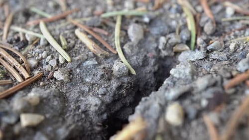 Les fourmis transportent des pierres de la fourmilière 4