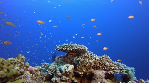 Tropical Underwater Reef Sea Fish