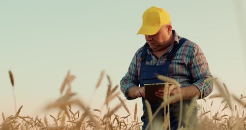 Farmer Examining Wheat Crop and Using Tablet