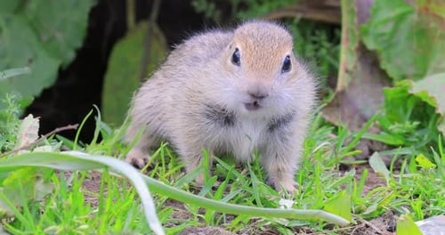 Bergkaukasisches Grundeichhörnchen oder Elbrus Erdhörnchen Spermophilus Musicus