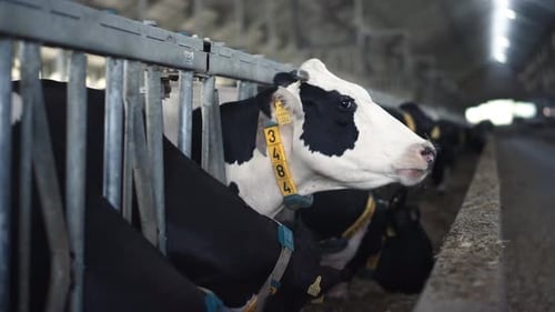 Troupeau de bovins mangeant du foin du parc d'engraissement regardant autour