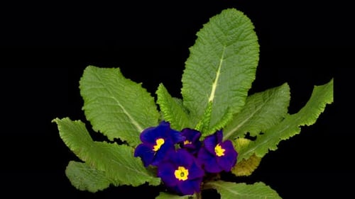 Timelapse of Blue Primula ( Primrose ) Flower Blooming
