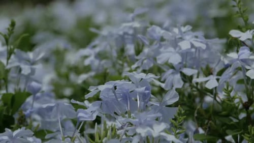 Blue Flowers In Garden