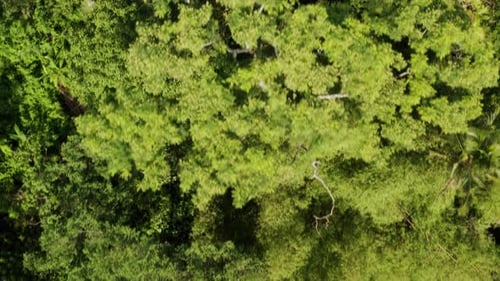 Aerial View of Lush Tropical Rainforest Canopy