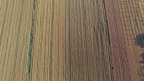 Top View to the Farm Wheatfield