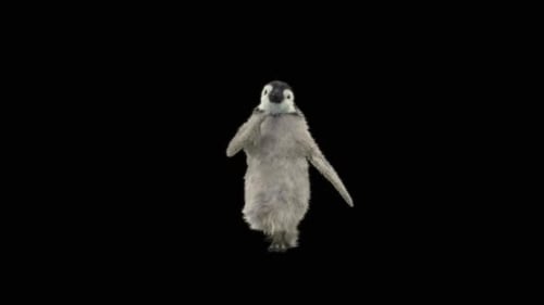 Cute Baby Penguin Walks and Dances on Transparent Background