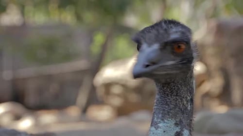 Emu