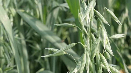 Tilting on Avena sativa green healthy food 4K 2160p 30fps UltraHD footage - Common oat plant in the