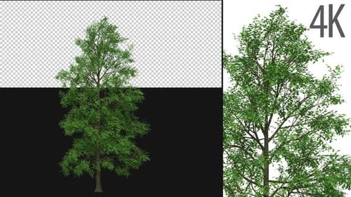 Animated Realistic Tree with Alpha Channel
