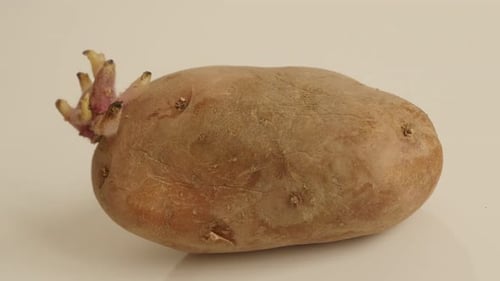 Close up of potato sprouting
