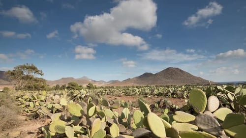 Cactus Dolly05