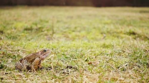 Frog Leaping Through Grassy Field