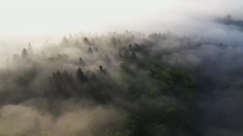 Foggy morning in the forest and landscape