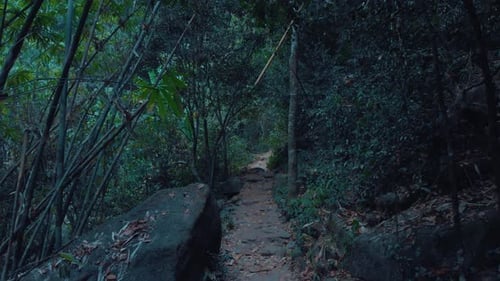Lush Tropical Forest Path Exploration