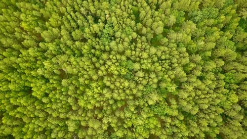 Pine Woods
