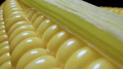 Close Up of Corn on the Cob
