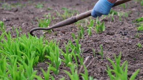 Close Up View of Plucking the Weeds By Hoe